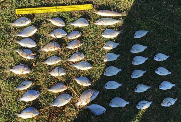 NSW Fisheries reminding rec fishos to know their bag and size limits